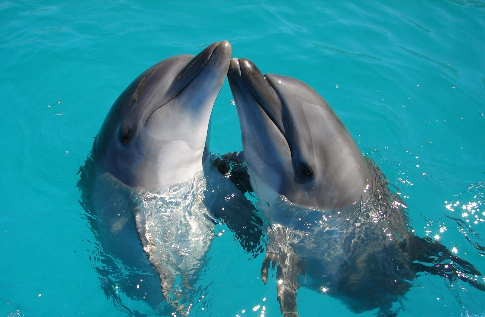 Wildlife in Tampa Bay: Discover the Natural Wonders of Florida’s Gulf Coast