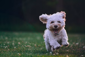 dog parks