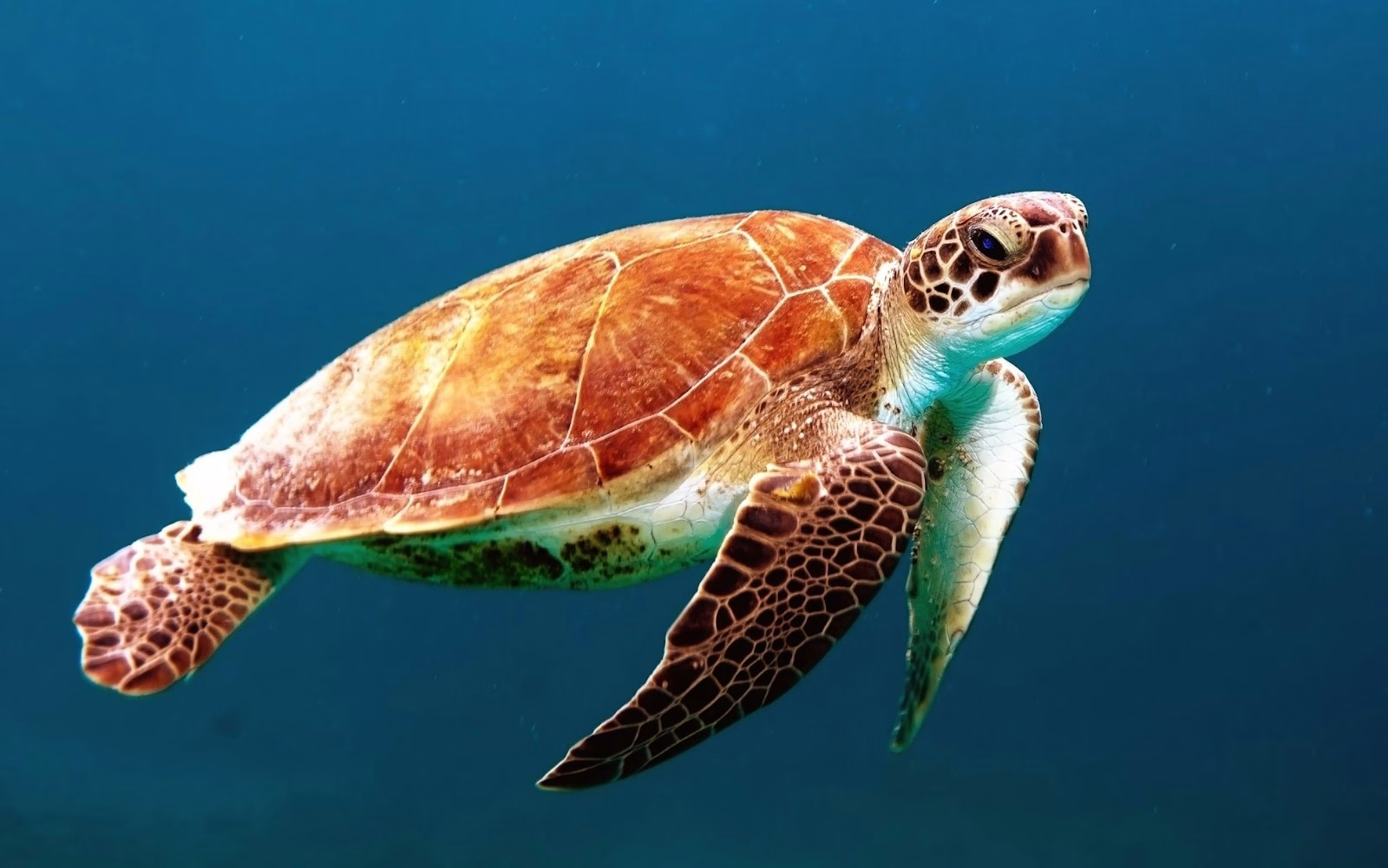 Sea Turtles of Tampa Bay: Nesting Beaches and How to Help