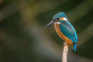 selective focus photography of blue kingfisher