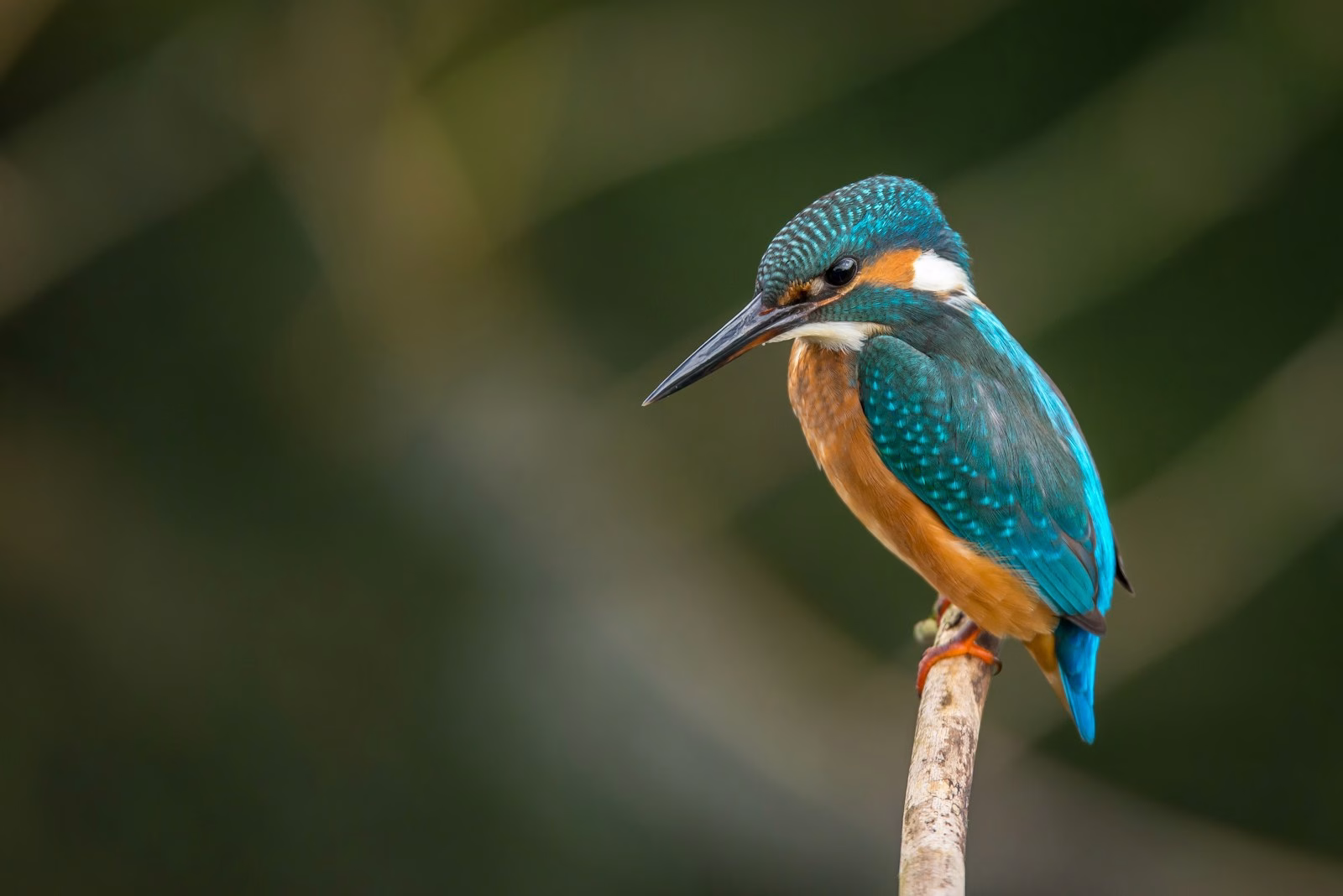 Birdwatching in Tampa Bay: Top Spots and Species