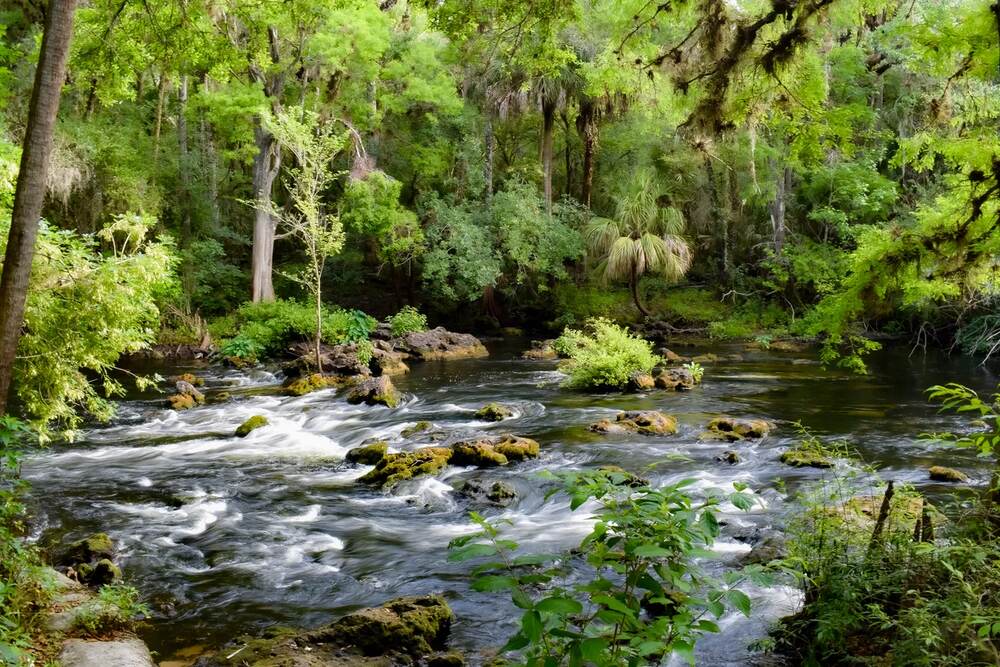 Best Hiking Trails Near Tampa, FL: A Local Guide to Nature Trails and Preserves 4 Hillsborough River State Park