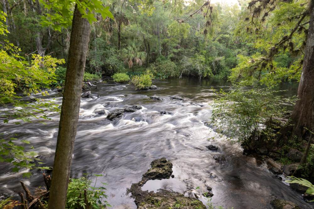 Best Hiking Trails Near Tampa, FL: A Local Guide to Nature Trails and Preserves 5 Hillsborough River State Park — additional view